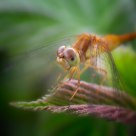 Dragonfly on a leaf